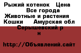 Рыжий котенок › Цена ­ 1 - Все города Животные и растения » Кошки   . Амурская обл.,Серышевский р-н